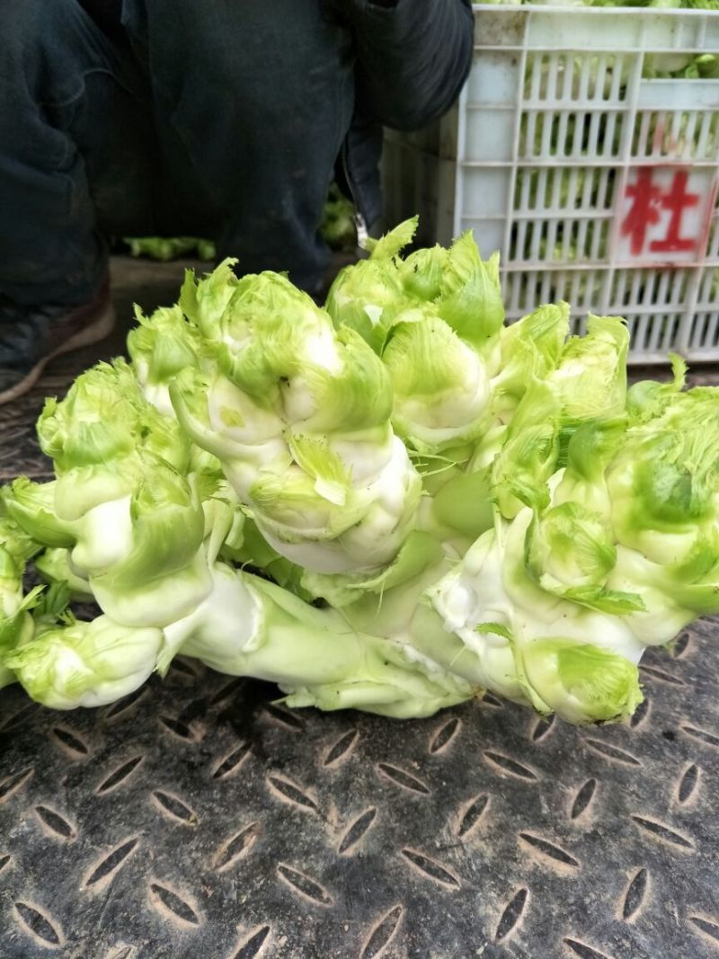 安岳精品儿菜基地直销，质量保证，无其他费用，装车快速。