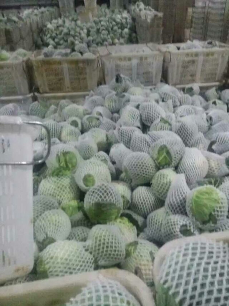 云南省泸西县常年供应甘兰基地直供一手货源无中间环节