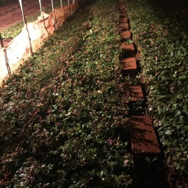 玫瑰大、小苗全国发货