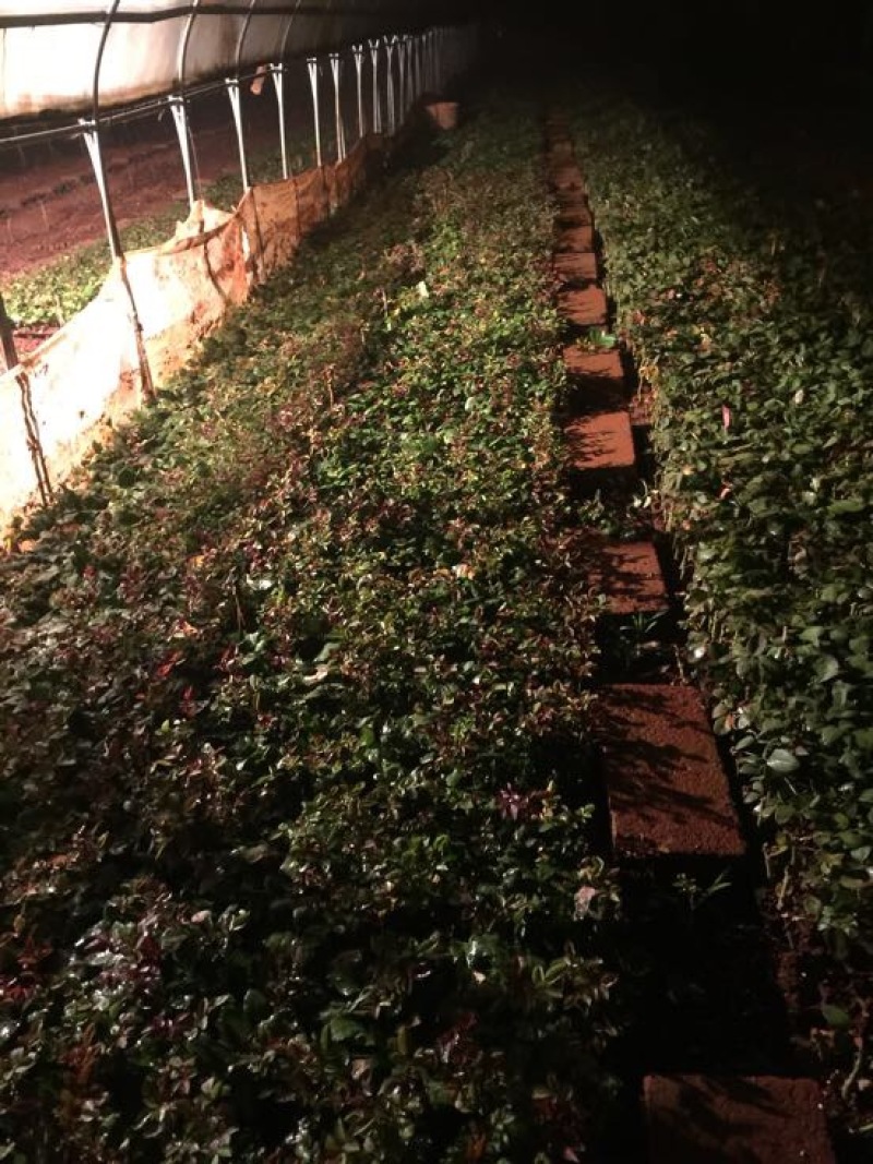 玫瑰大、小苗全国发货
