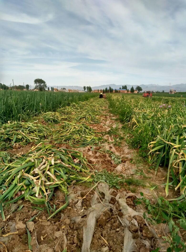紫皮蒜全国_批发_供应-一亩田农业网_专业的农