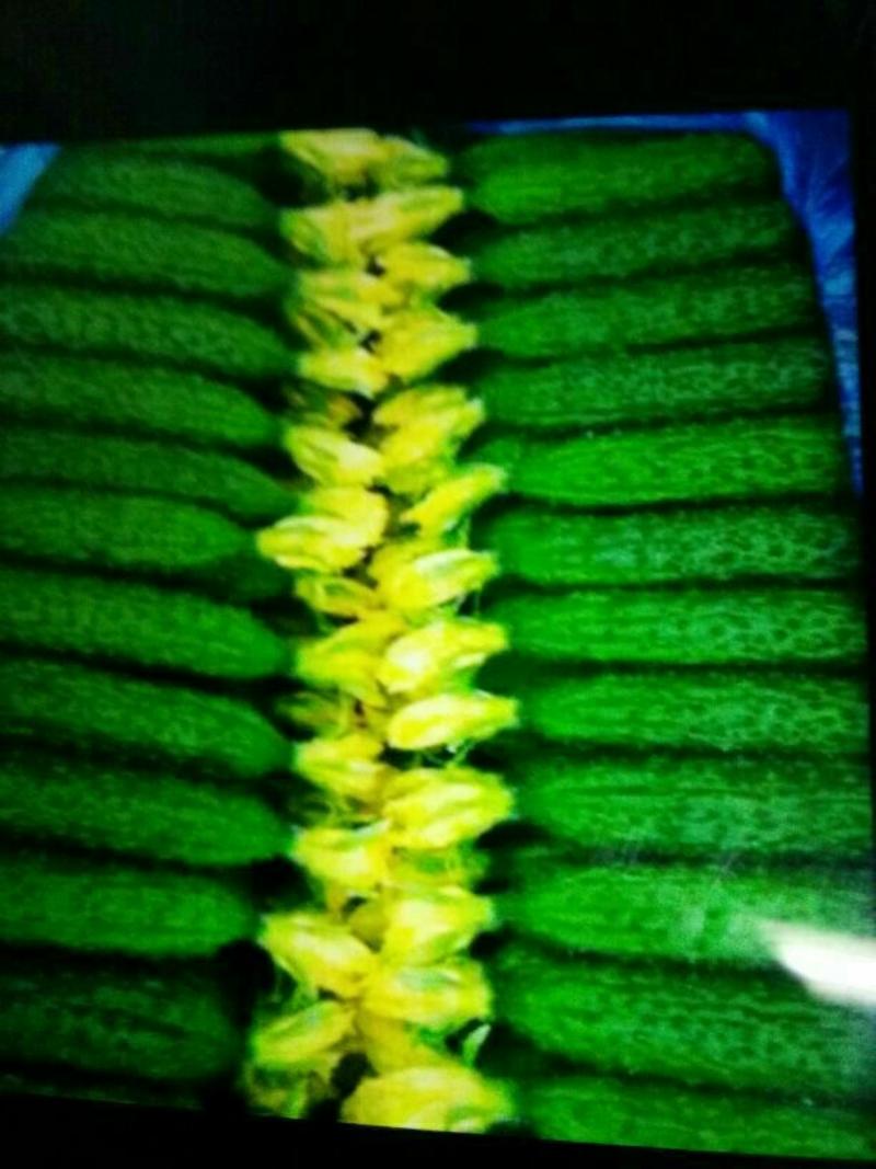 密刺黄瓜密刺黄瓜密刺黄瓜，油亮绿亮两种。鲜花干花质量第