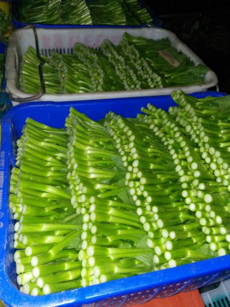 菜苔