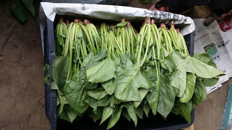 菠菜25~30厘米