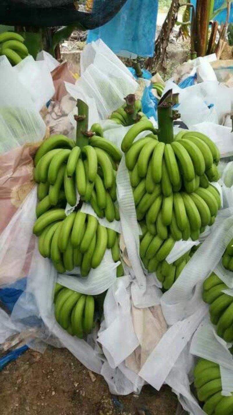 香蕉七成熟云南巴西品种货源稳定，优质货源，基地直发