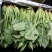 大叶菠菜30~35厘米