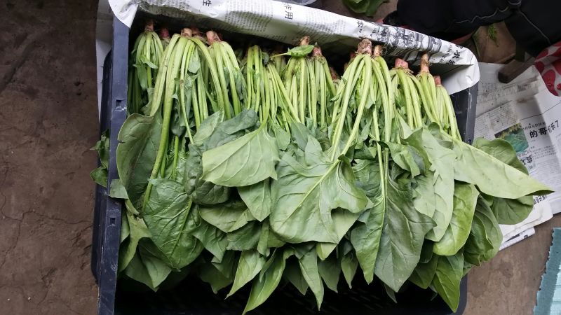 大叶菠菜30~35厘米