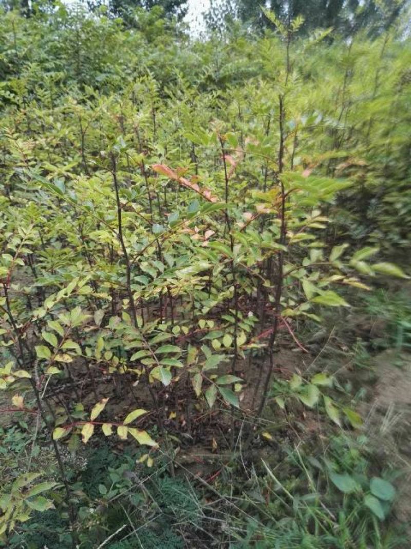 花椒苗0.5~1年