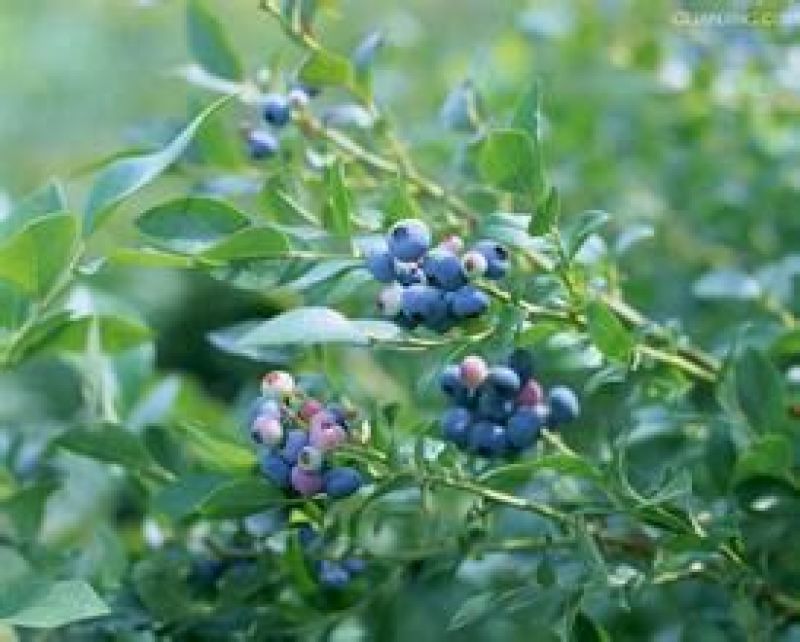 矮丛蓝莓鲜果4~6mm以上