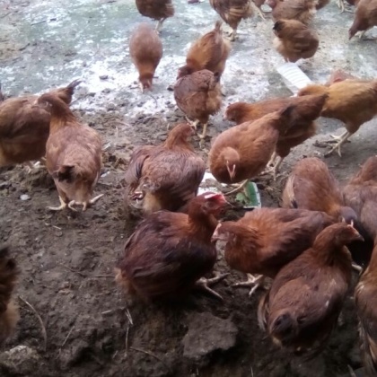 重庆巴南区走地鸡 肉鸡 4~5斤批发_王良平供应