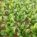 全能菠菜15~20厘米