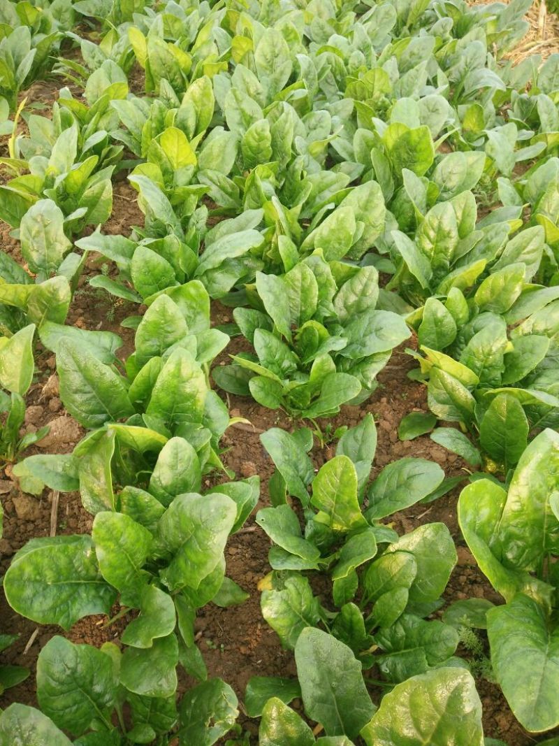 全能菠菜15~20厘米
