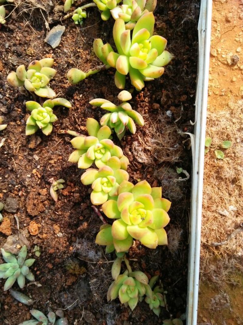 多肉植物不含盆