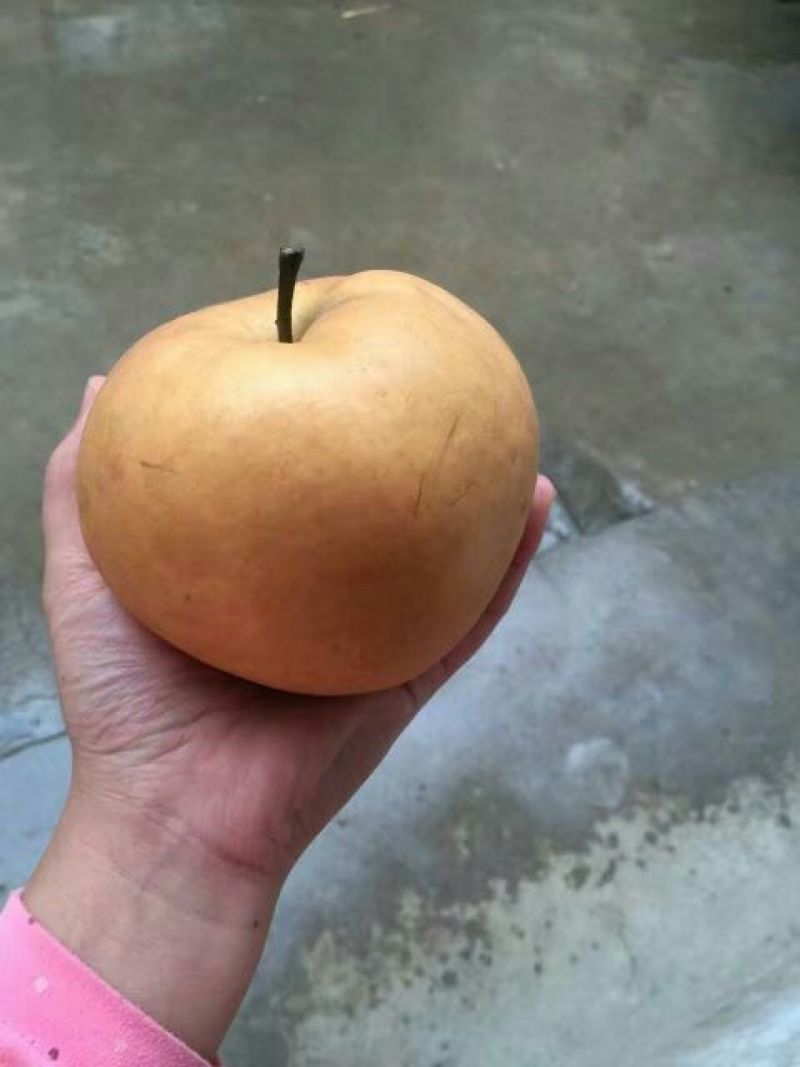 晚秋黄梨500~550g纸袋