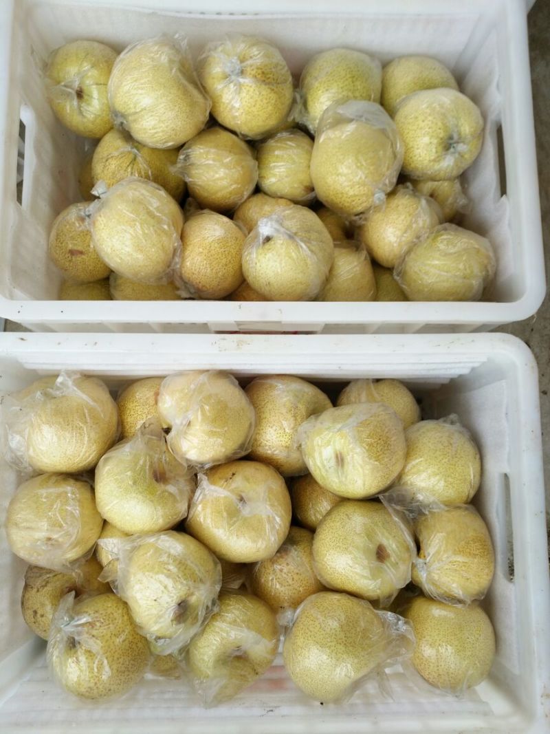 酥梨300~350g膜袋