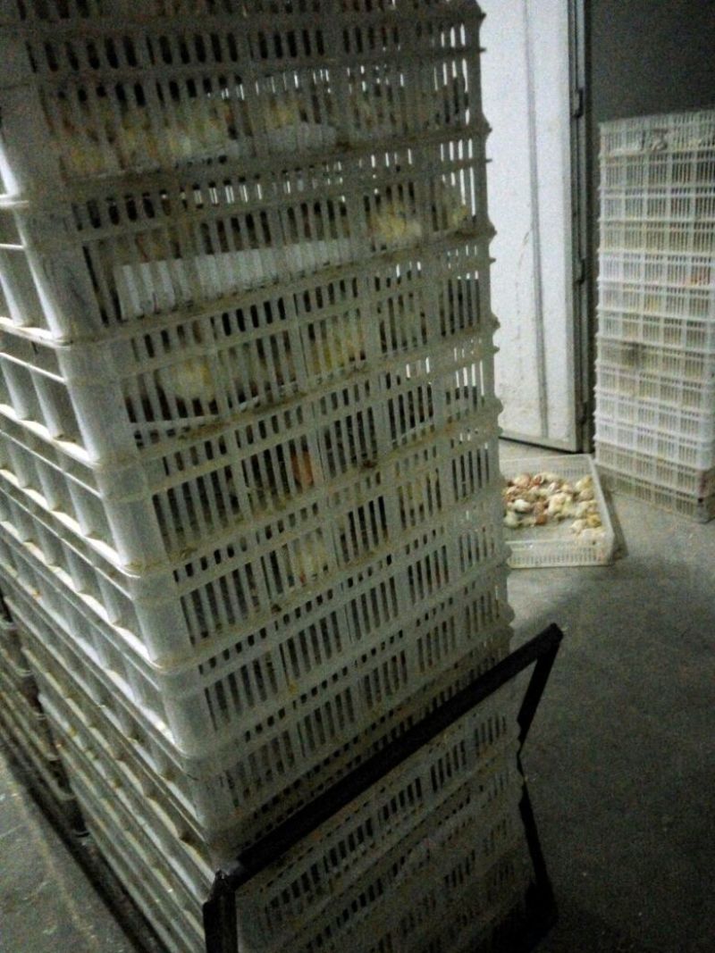 817肉杂鸡苗35~45克出壳苗