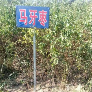 我公司常年供应嫁接枣树种，冬桃苗，紫冠钙果苗，黄李苗