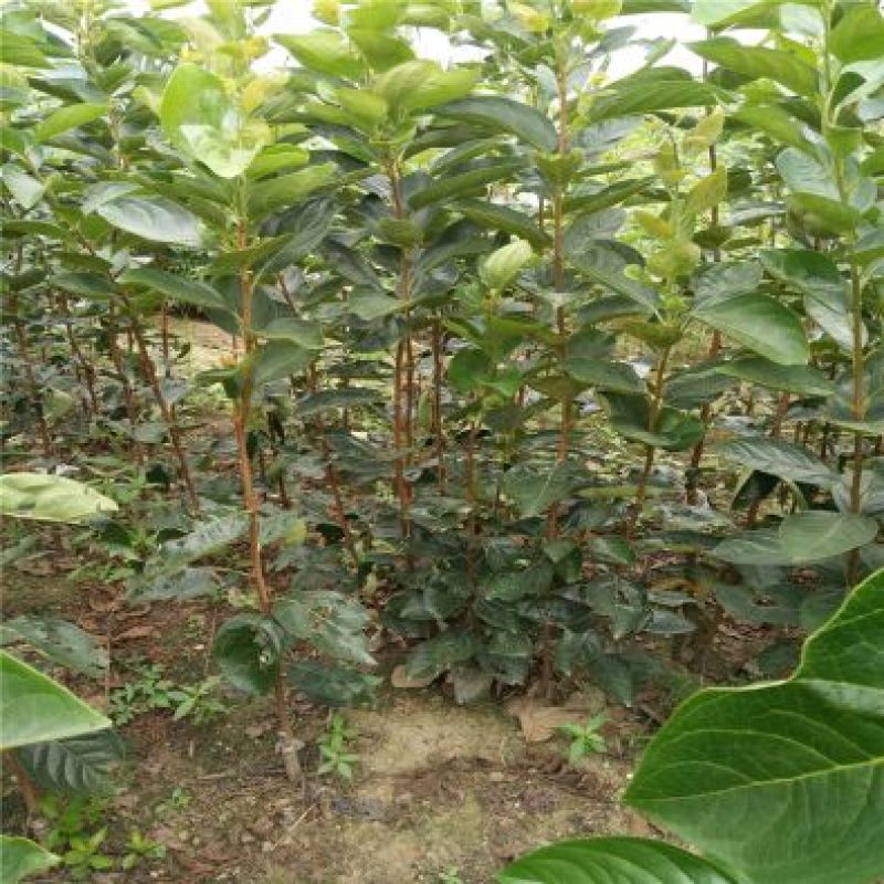 柿子甜柿合柿牛心柿树苗50~80cm