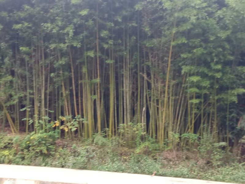 金竹7~8m