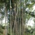 绿竹9~10m