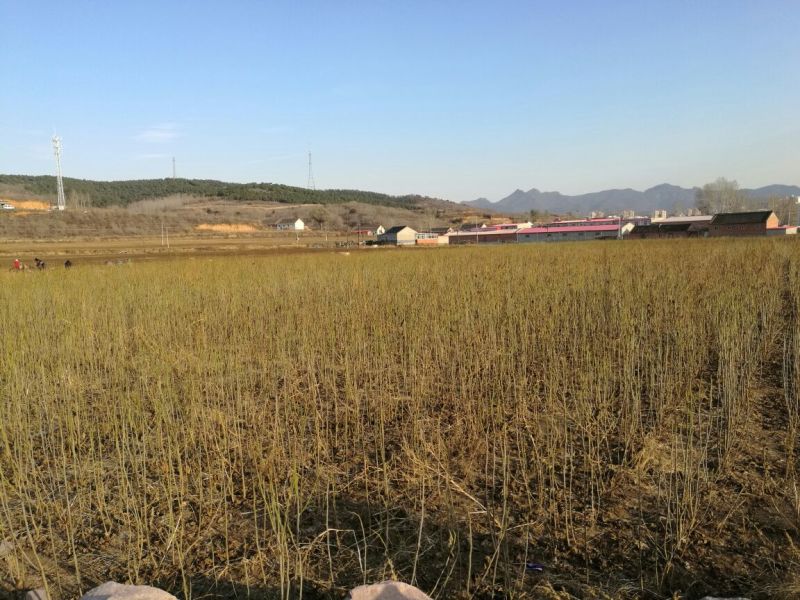 桑树苗140cm