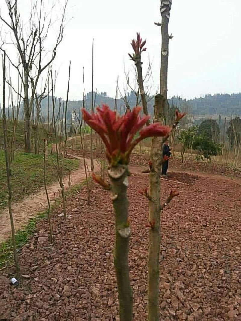 红油香椿10~19cm