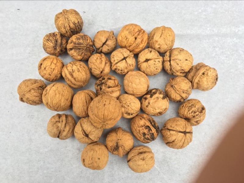 薄皮核桃