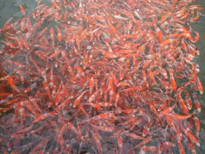 锦鲤鱼苗0.5公斤以下