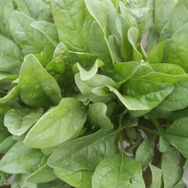 大叶菠菜15~20厘米