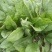 大叶菠菜15~20厘米