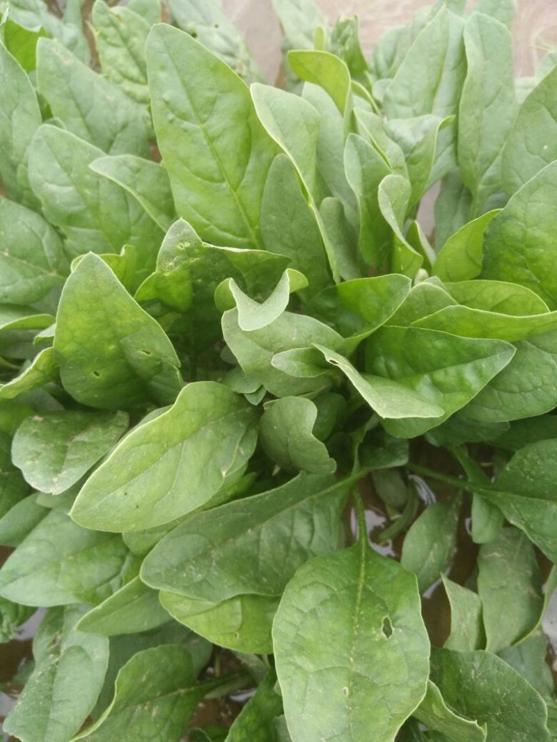 大叶菠菜15~20厘米