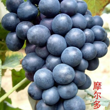 摩尔多瓦葡萄苗30~50cm1年