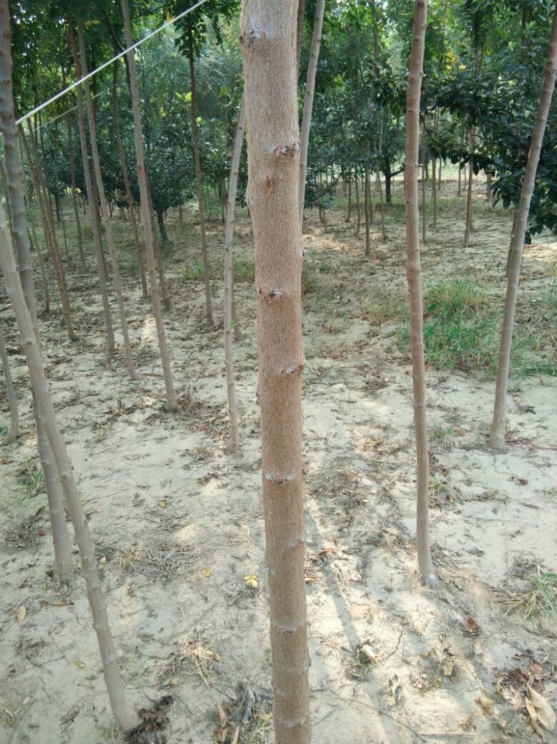 北京栾2~4cm4cm以下3~3.5米