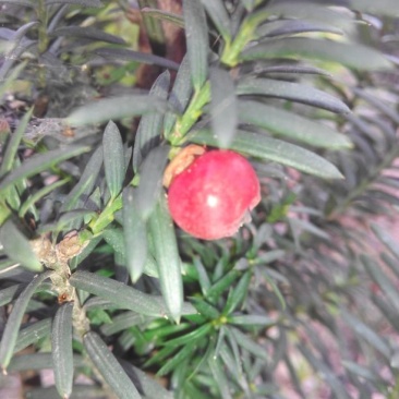 红豆杉盆景不含盆50~80cm