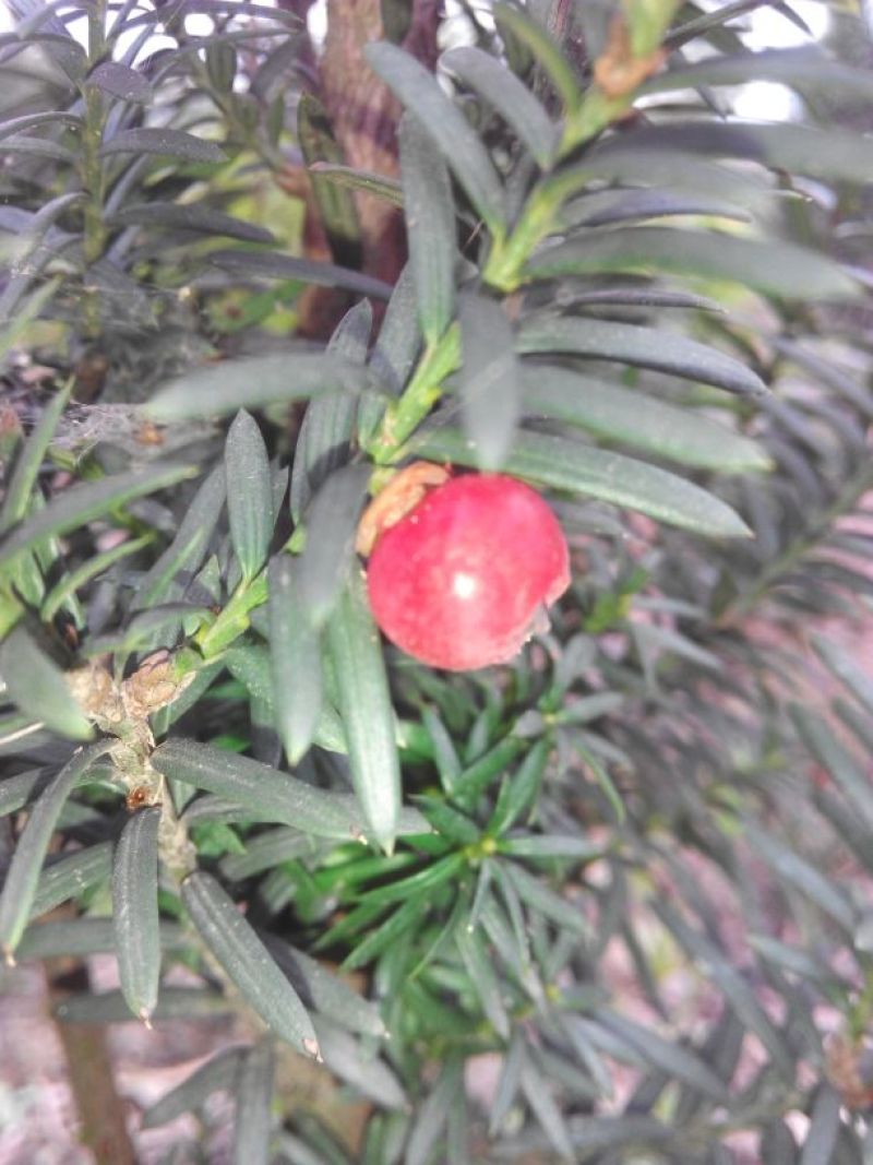 红豆杉盆景不含盆50~80cm