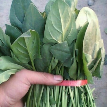 名门菠菜