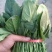 名门菠菜