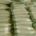 白萝卜1~1.5斤起