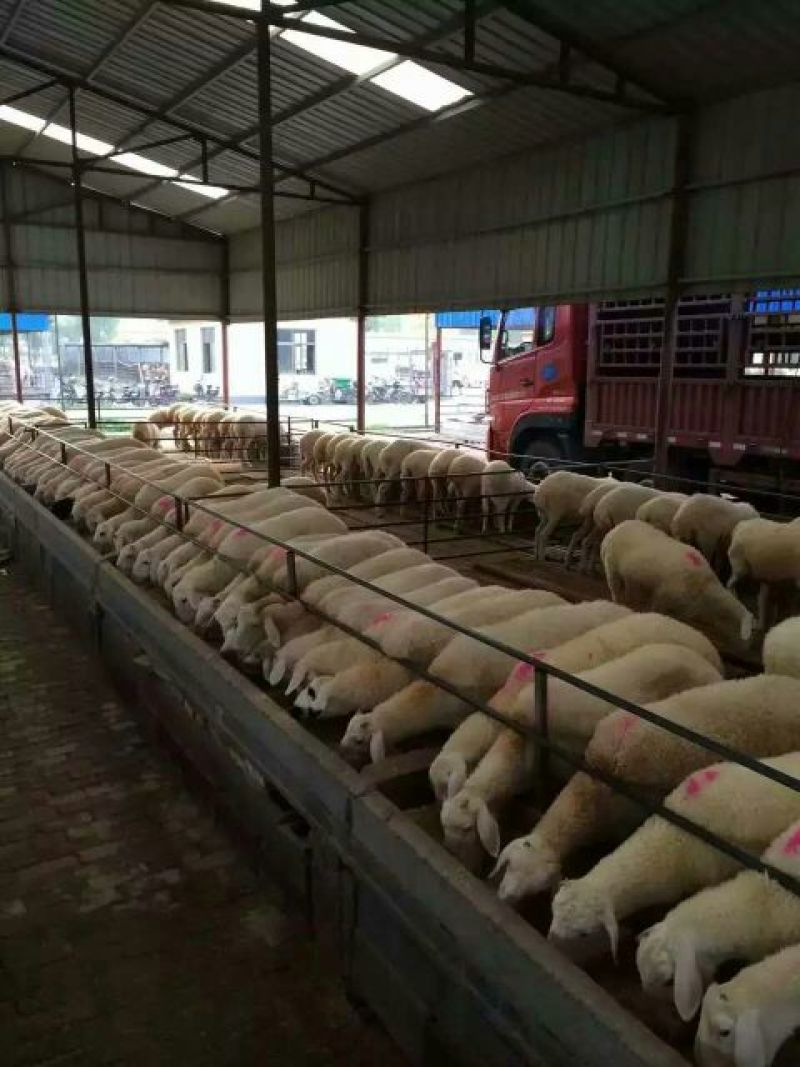 山羊肉羊
