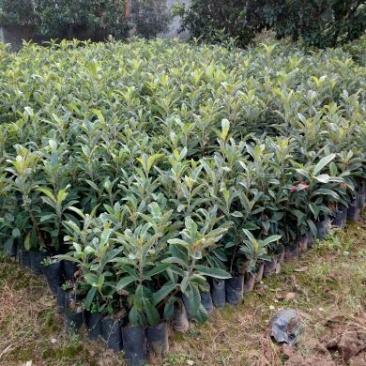 枇杷树苗30~50cm