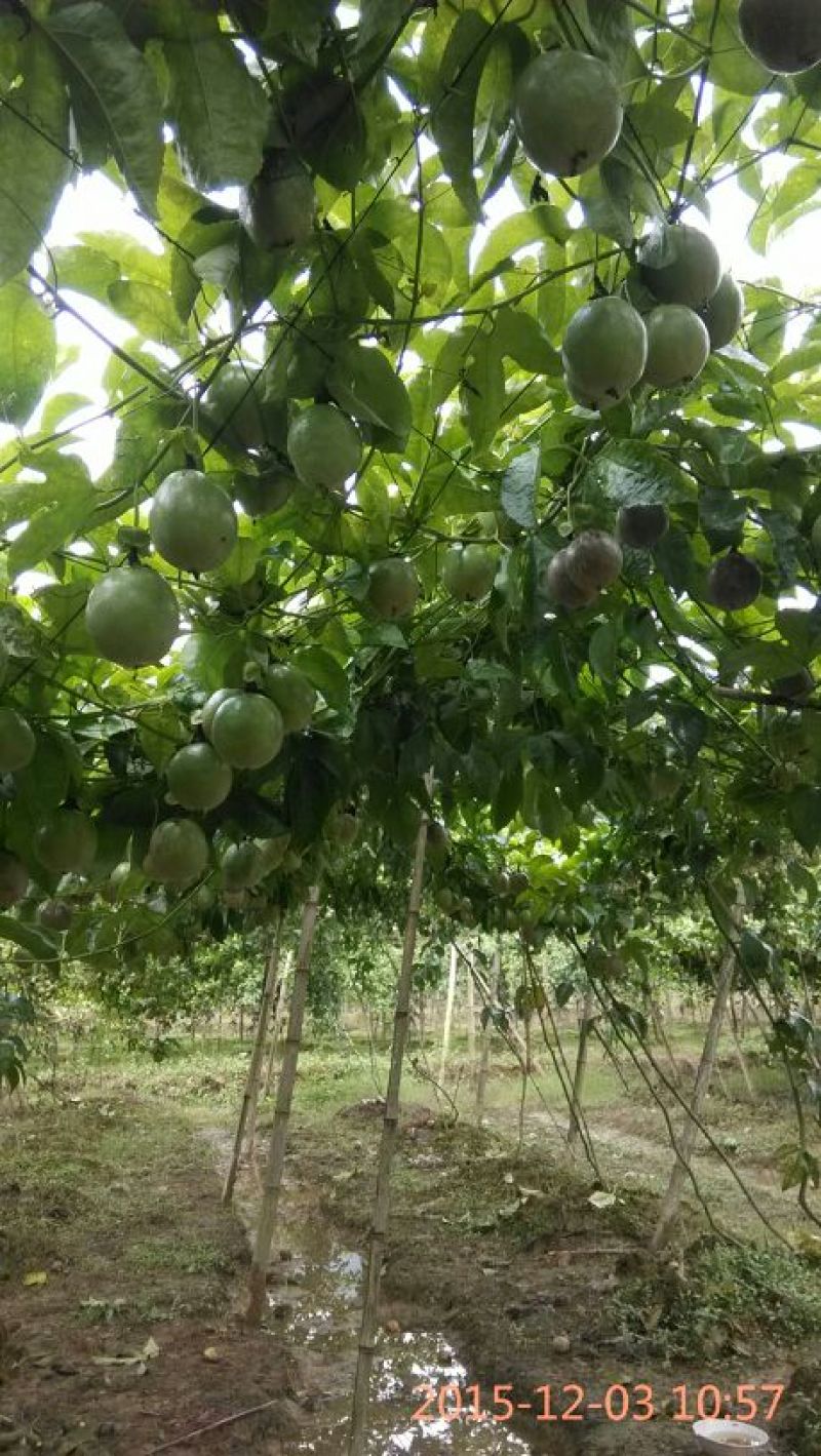 百香果