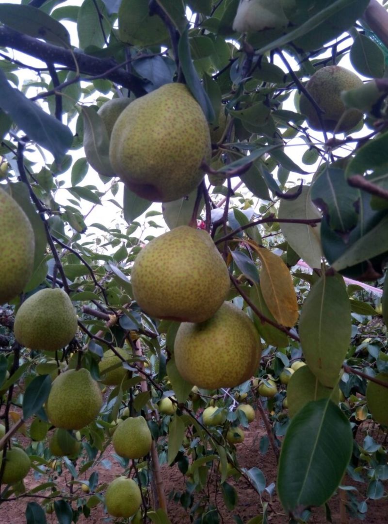 莱阳梨500~550g光果
