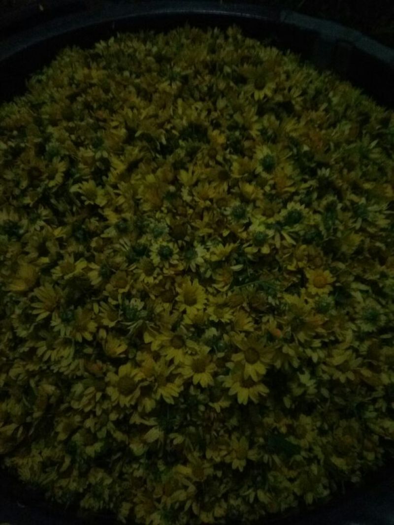 野菊花统货
