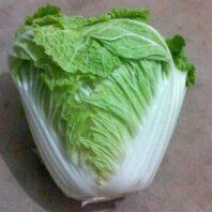 秦白2号白菜