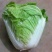 秦白2号白菜
