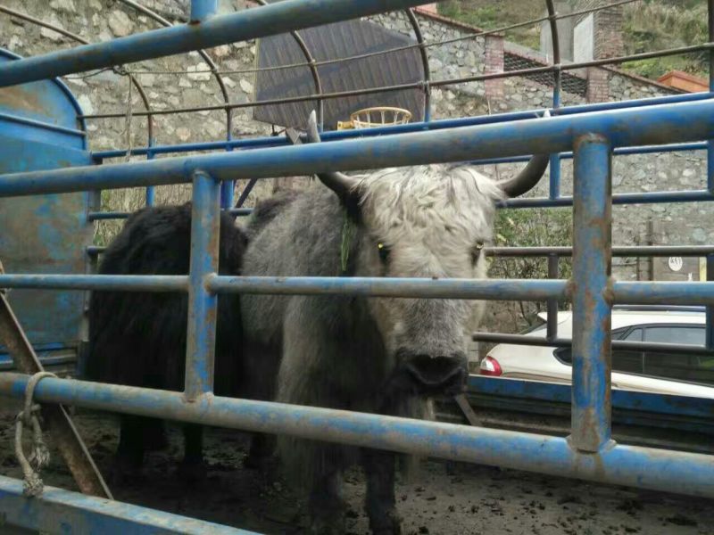 牛肉干牦牛肉鲜肉