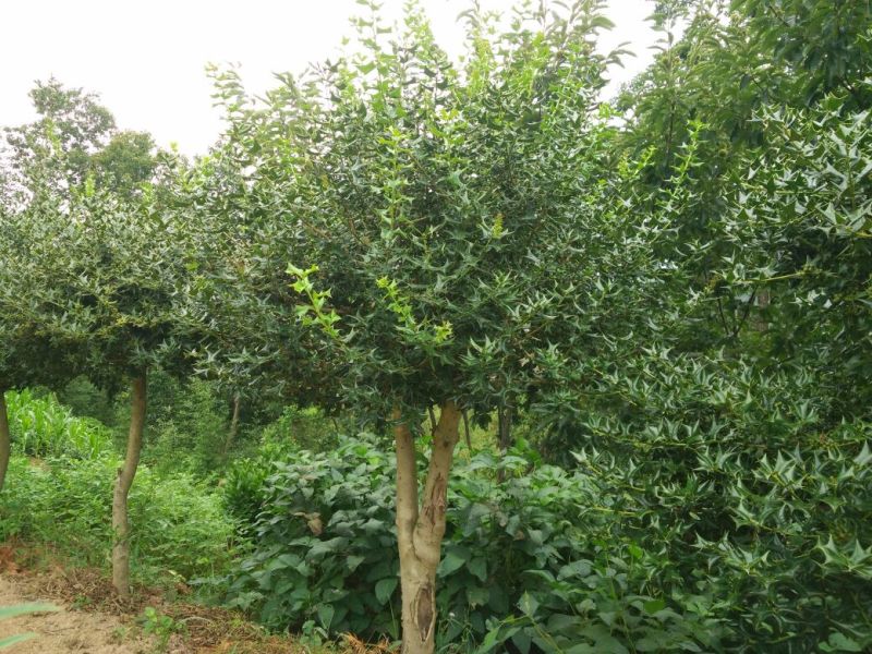 枸骨球1.5~2m