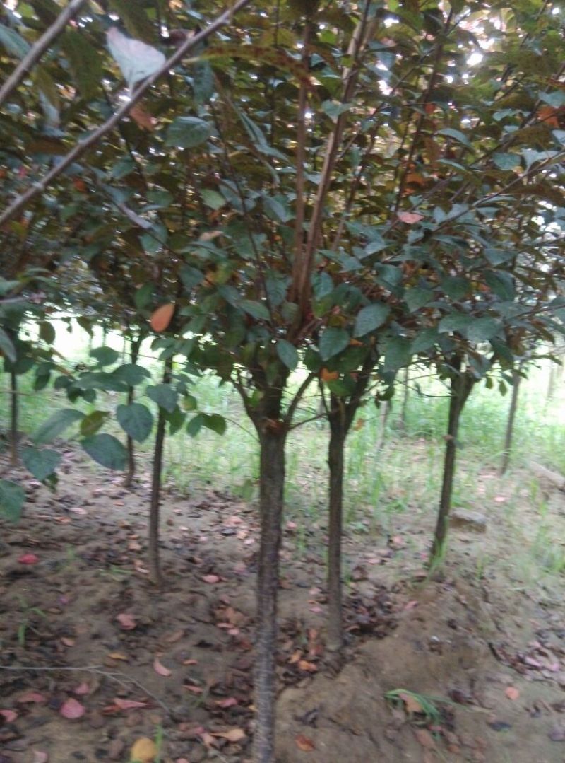 红叶李