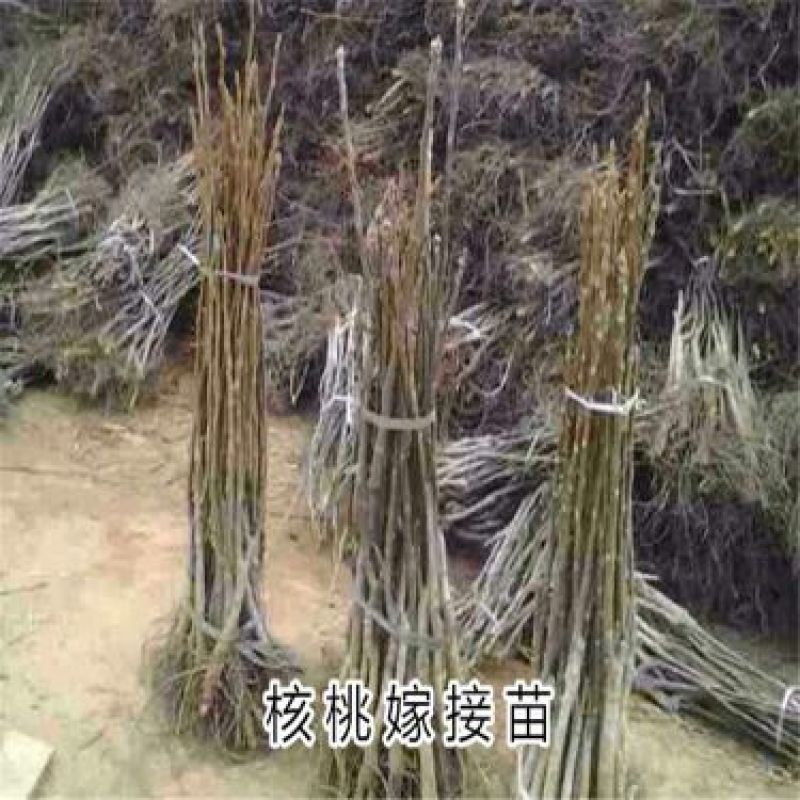 核桃苗50~100cm二年苗