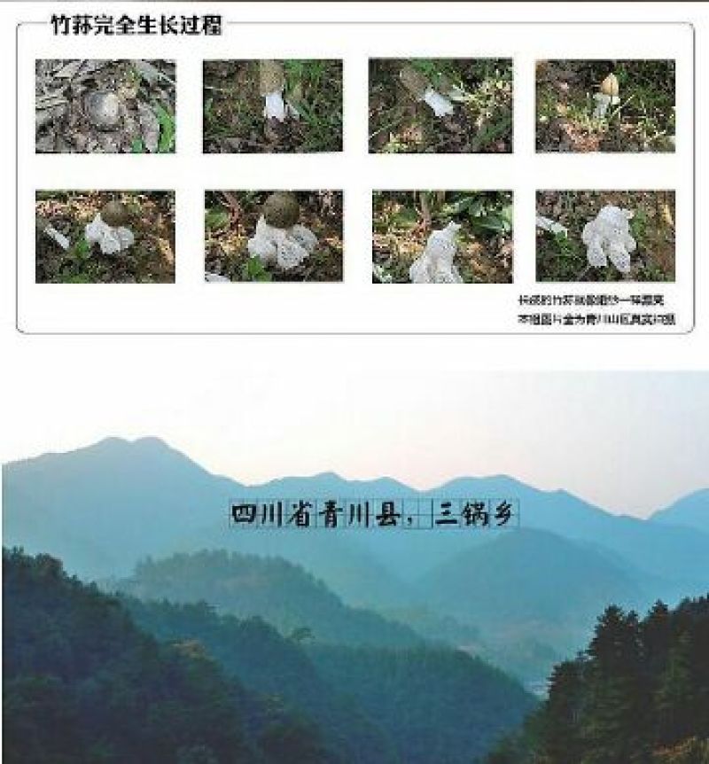 干竹荪